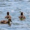 Ducklings Swimming, MallardÂ Duck Babies on Water Surface